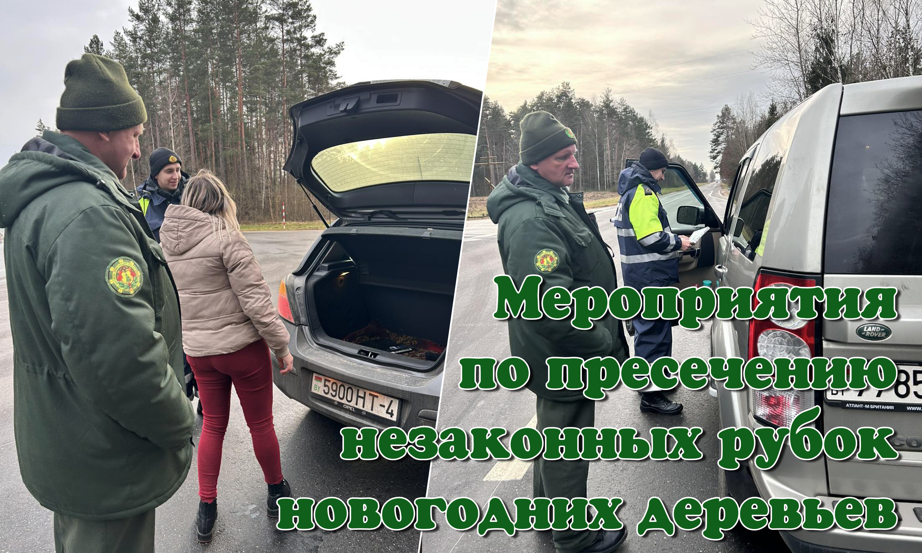 Мероприятия по пресечению незаконных рубок новогодних деревьев