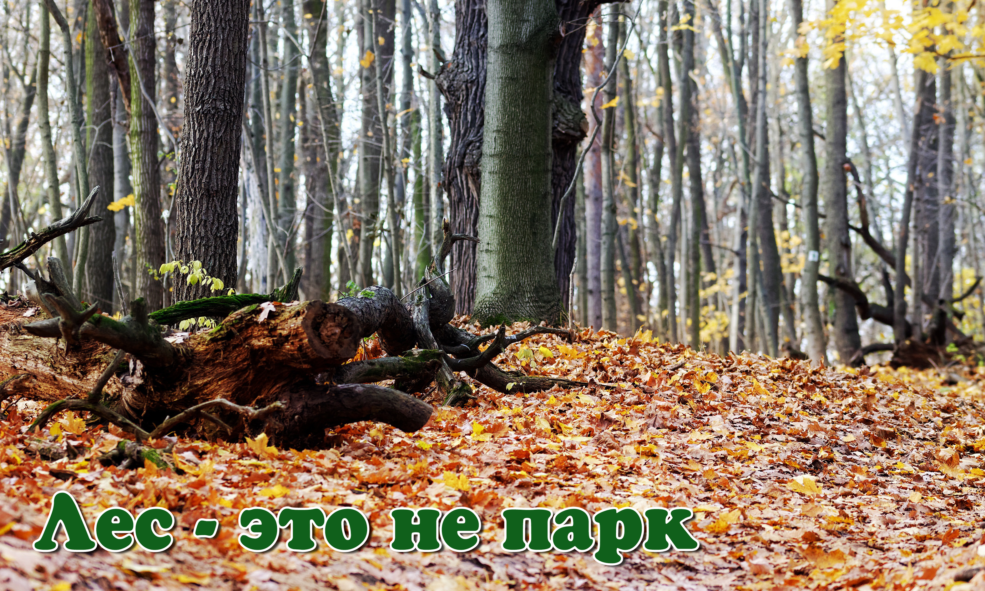 Лес - это не парк